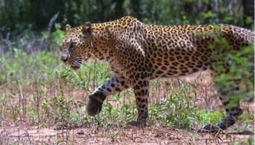 Leopardess Killed in Territorial Fight in Ranthambore National Park