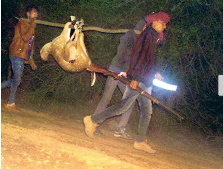 tiger hunting in ranthambore national park