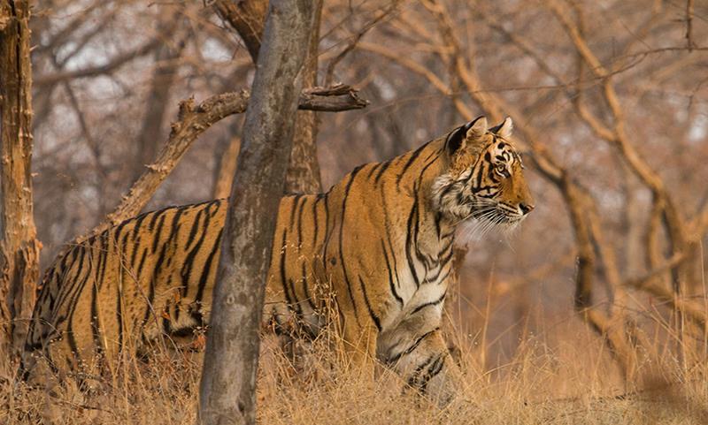 Ranthambore National Park: Male Tiger MT-3 Suffers Grievous Injury