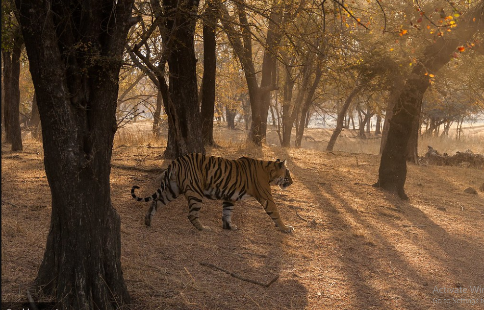 tiger t85 in ranthambore national park