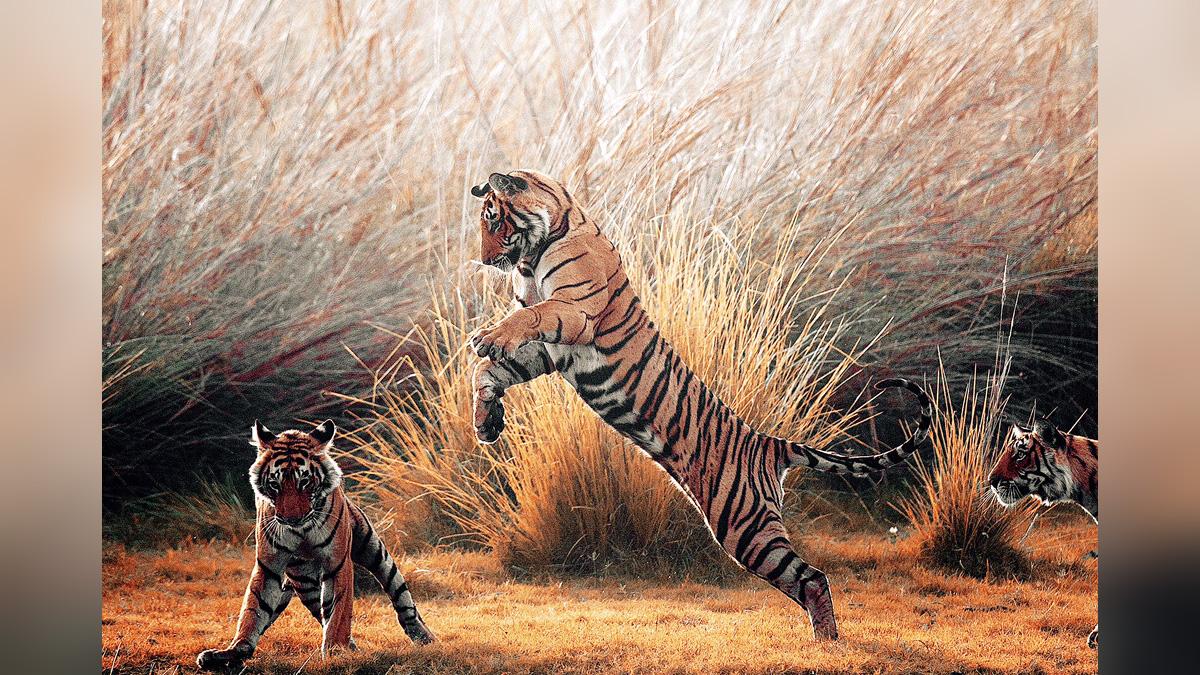 Second war between Tigress Arrowhead and her daughter Riddhi continues to dominate territory; watch video
