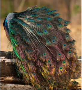 peacocks in ranthambore national park