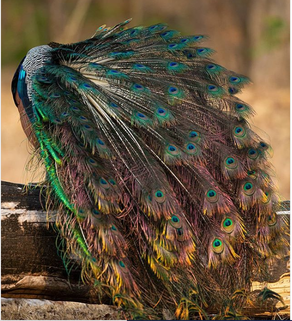 Peacock Flying at the Ranthambore National Park Video Goes Viral; Watch Footage