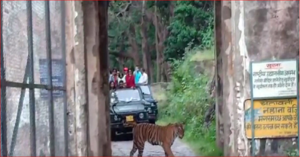 Wow! Great Views at Ranthambore National Park, Tigress Arrowhead Seen Walking Freely on the Road