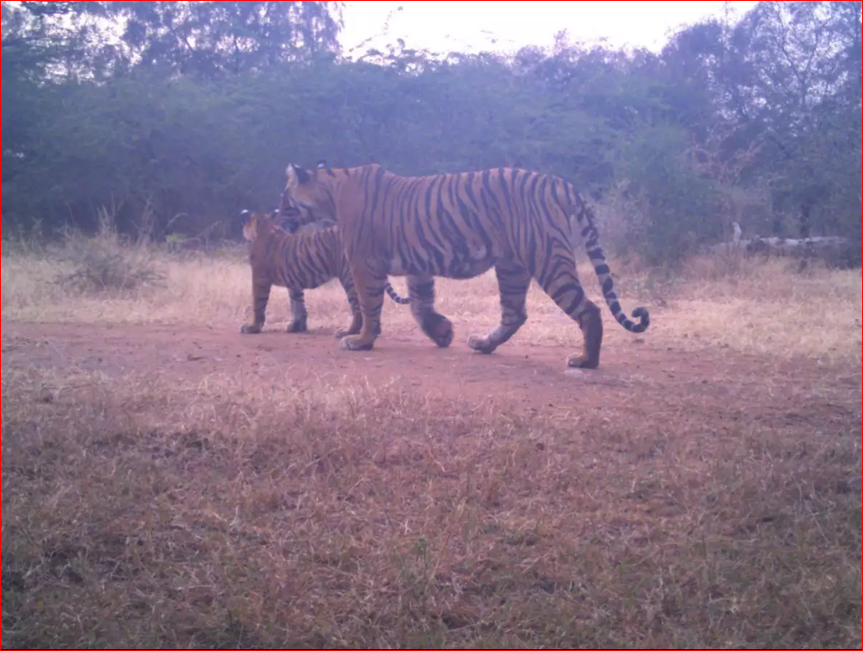 Camera Traps Two Cubs of Tigress 107 at Ranthambore National Park on Sunday