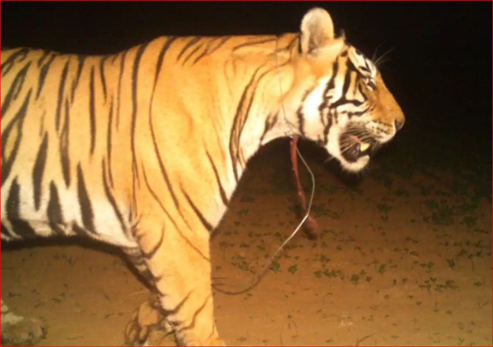 Ranthambore National Park Tiger Caught on Camera with a Wire Snares Around Neck