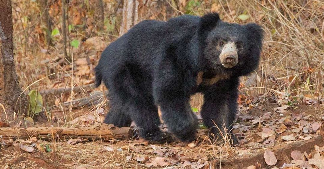 Ranthambore National Park in the limelight this time not for the tiger, bear became the reason