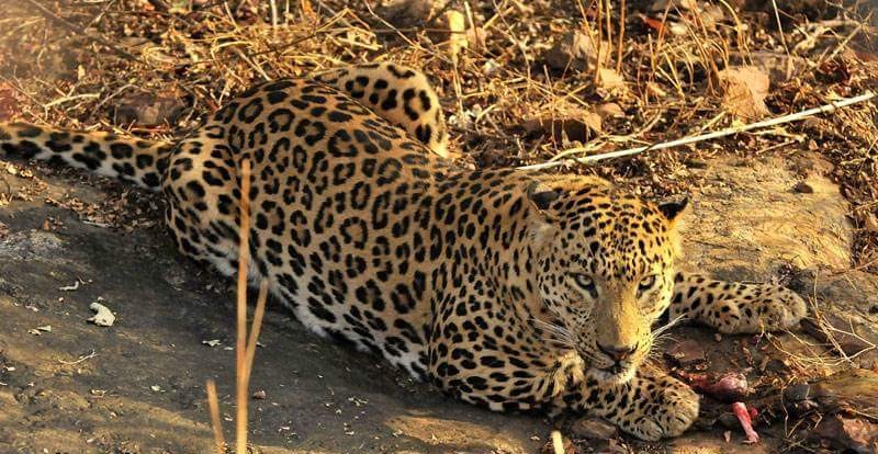 Two Panthers Entered the Hotel in Sawai Madhopur  After Leaving Ranthambore National Park; Watch Video