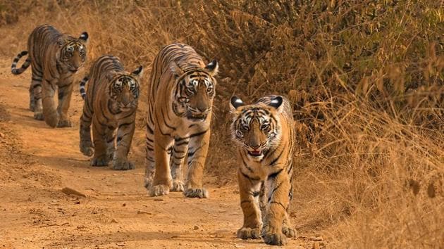 The Tigress Gave Birth to Four Cubs in Ranthambore National Park