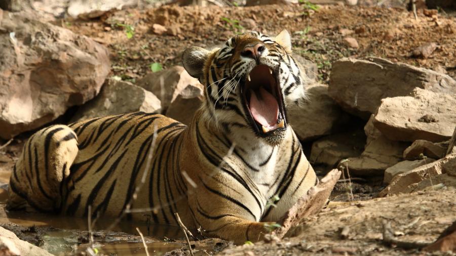 Tiger T-65 Missing for a Long Time, Found Dead At Ranthambore National Park In Rajasthan