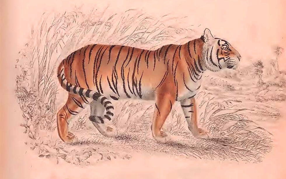 The story of World’s First Tiger Restoration started 90 years ago