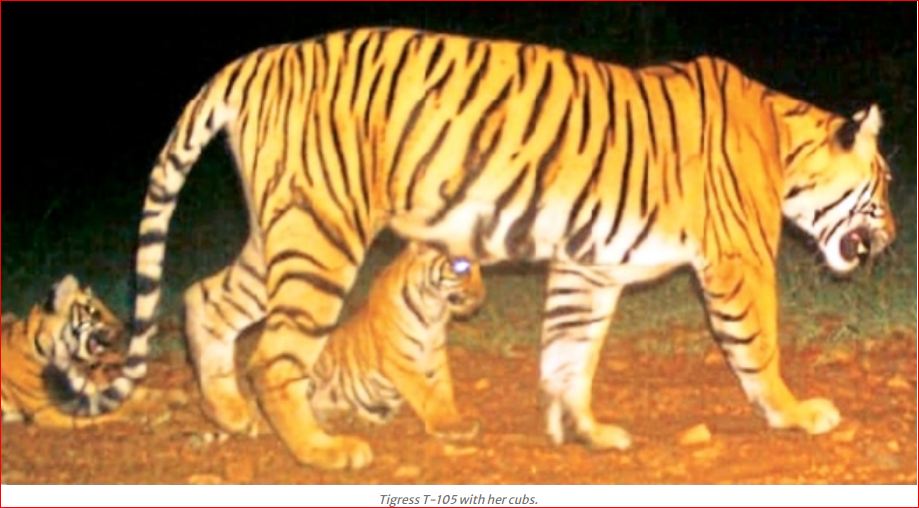 Big Cat Population on a Rise at Ranthambore National Park, Tigress T-105 Spotted with 3 Cubs