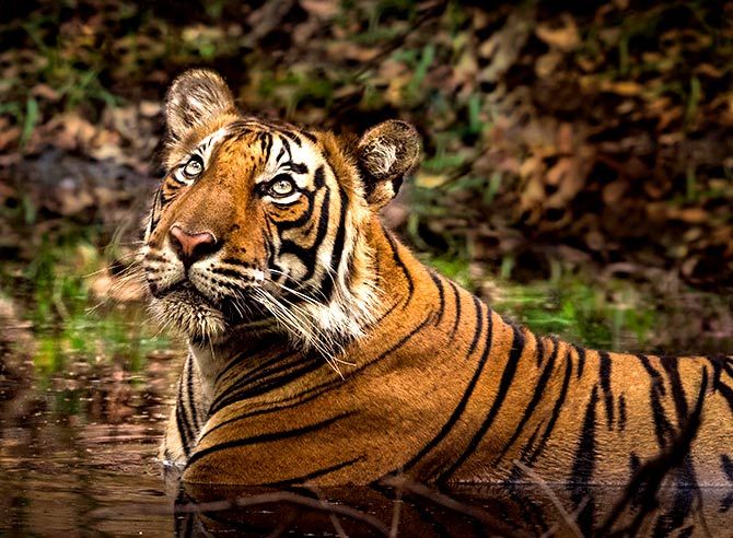 Virtual Tiger Rallies Across 51 Wildlife Sanctuary To Save Big Cats