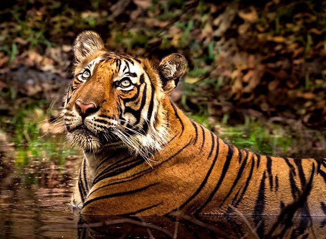 tiger rally in ranthambore