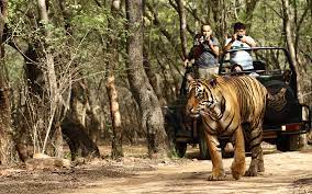 ranthambore tigers