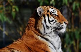 Best Zone for Spotting Tiger in Ranthambore National Park