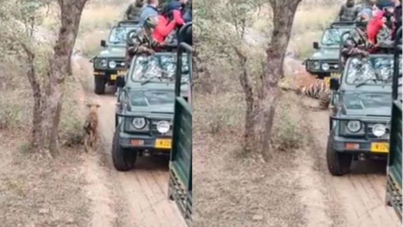 Tigress Sultana Attacks dog at Ranthambore National Park, Watch Viral Video