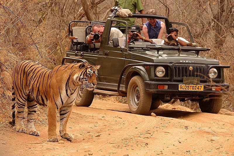 wildlife safari ranthambore