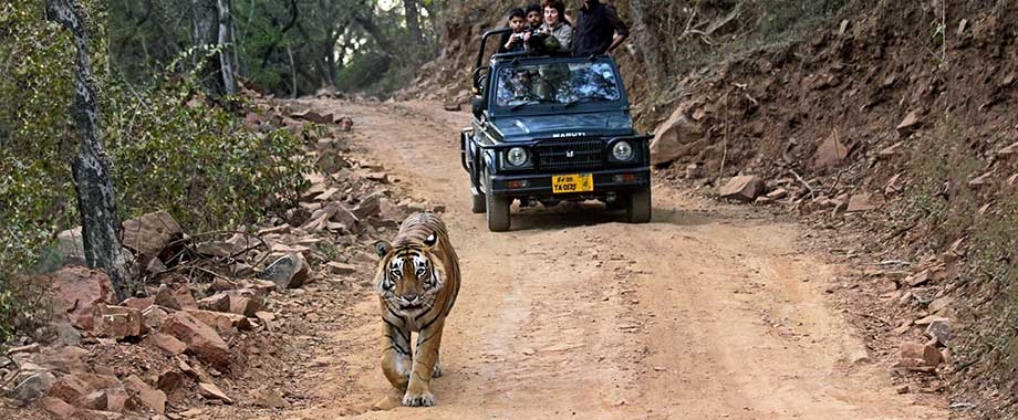 Ranthambore tigers