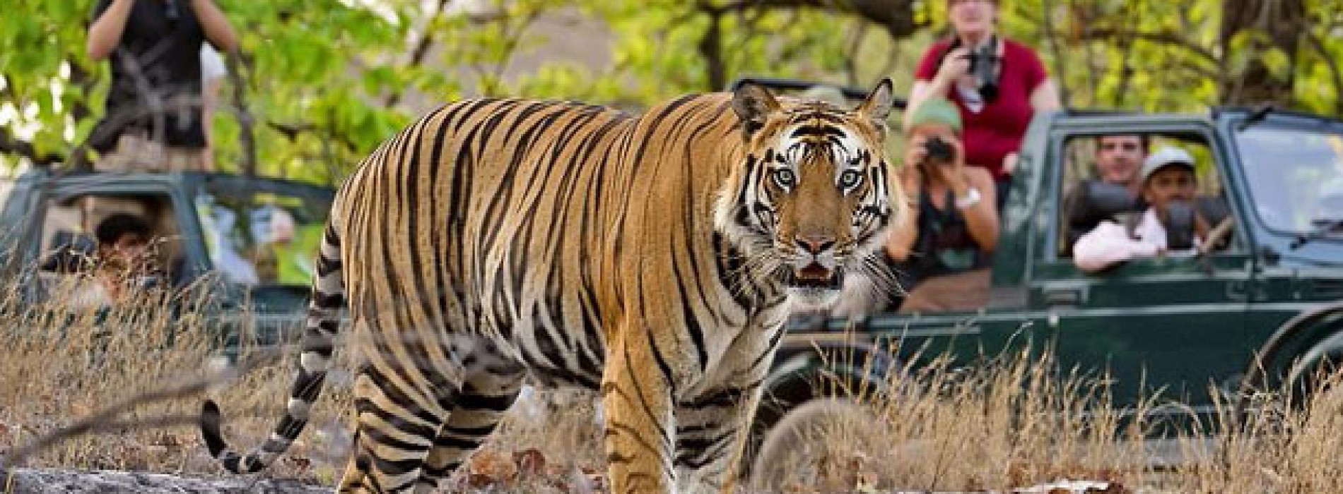 tigers in ranthambore