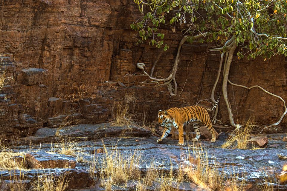 Get ready to be thrilled in Ranthambore National Park