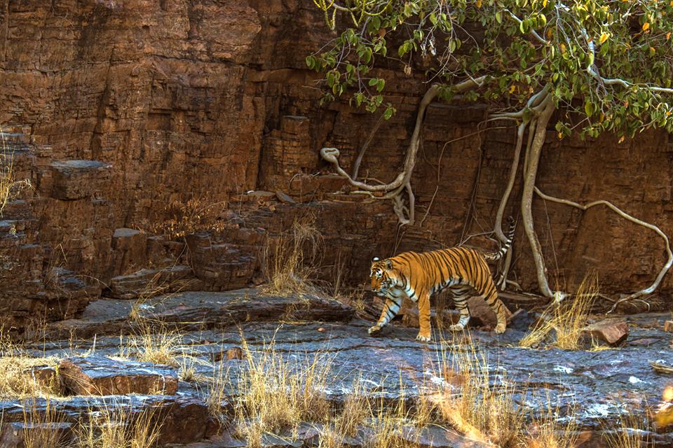 Get Ready To Be Thrilled In Ranthambore National Park Ranthambore 