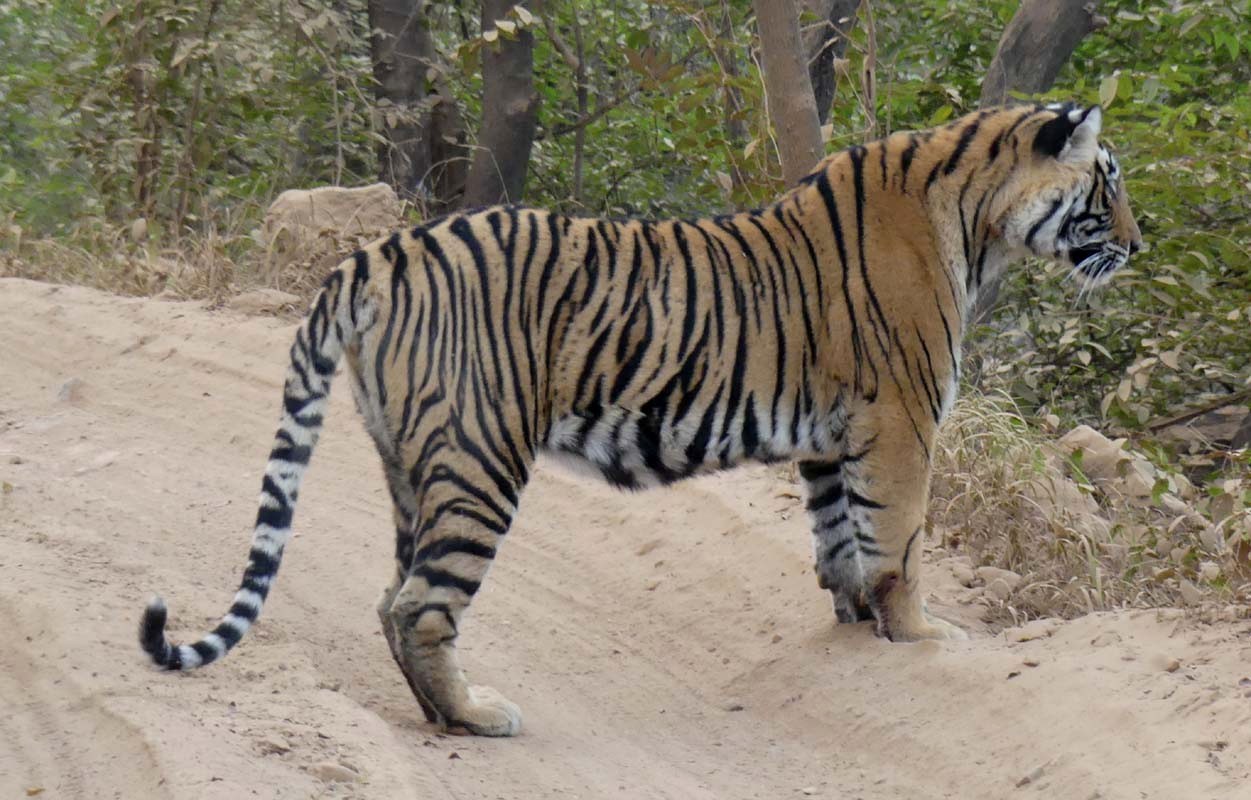 Tigress Sultana Pursued a Safari in Ranthambore National Park