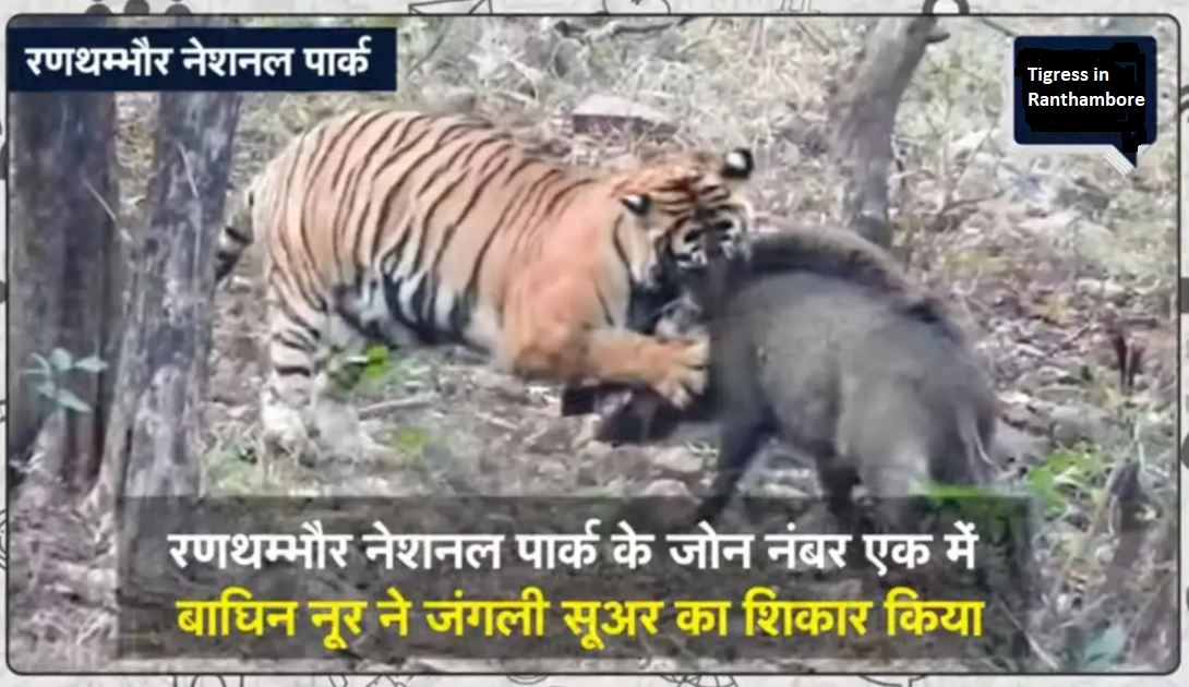 Ranthambore National Park: The Video of Tigress Noor Hunting Wild Boar at Sawai Madhopur Goes Viral