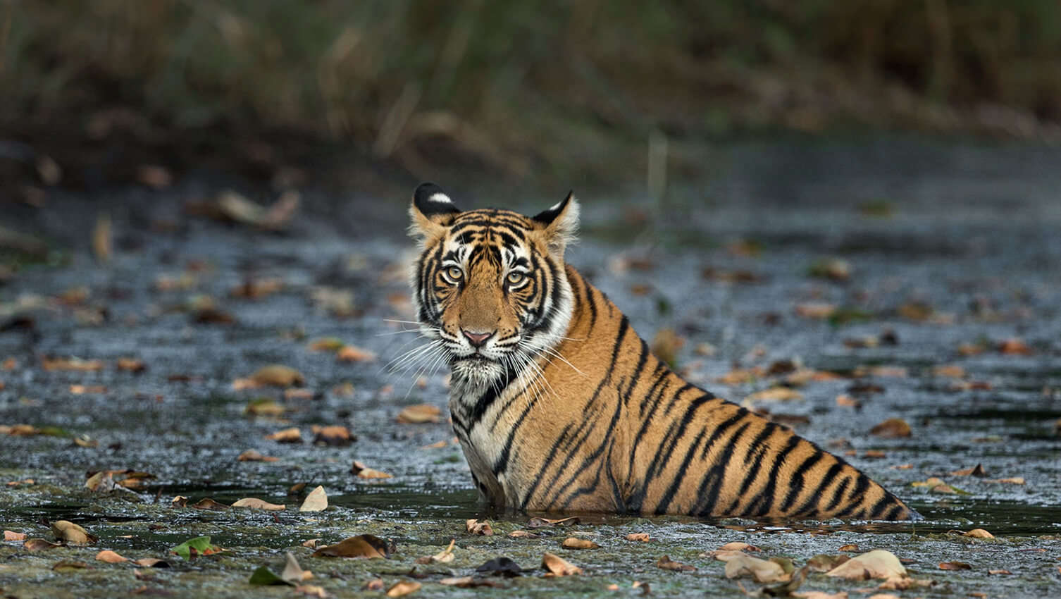 Why Wanderlusts Crave for Ranthambore National Park