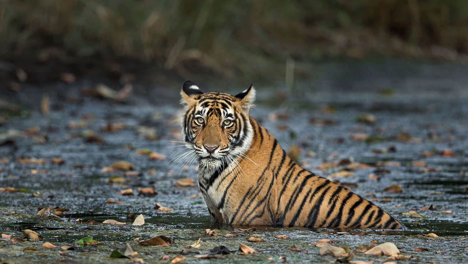 ranthambore safari