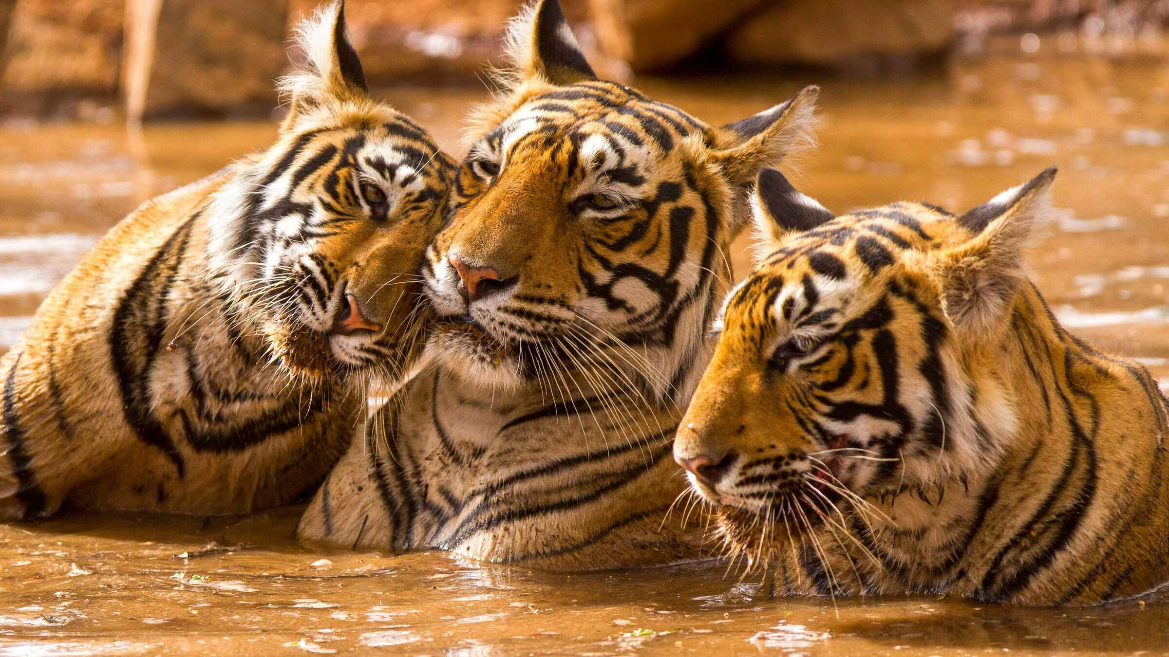 ranthambore park tiger safari