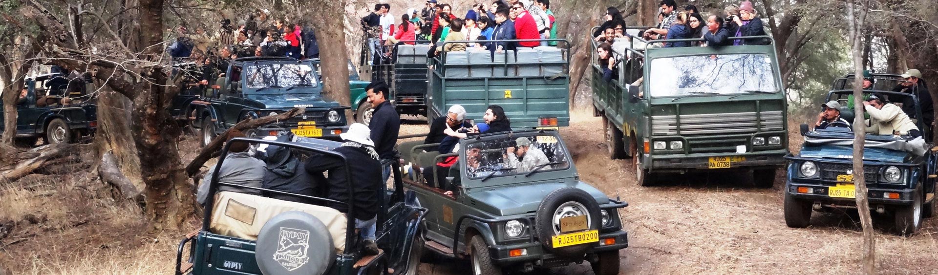 safari in ranthambore