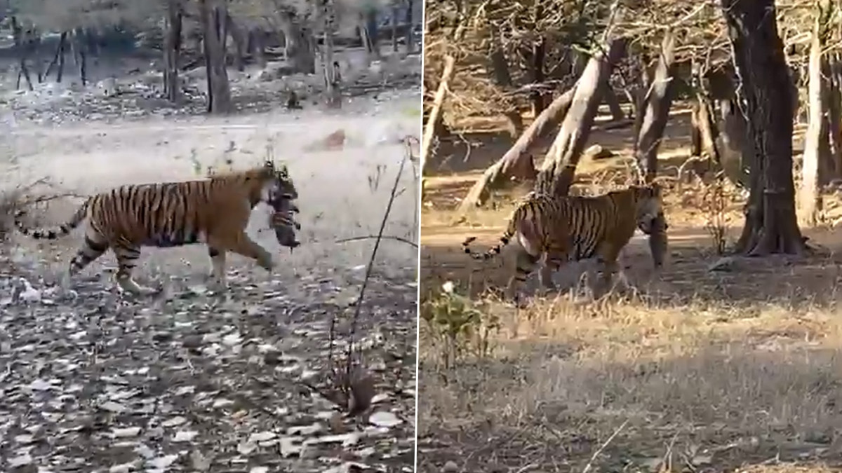 Tigress Noor spotted with cub at Zone-1 in Ranthambore National Park