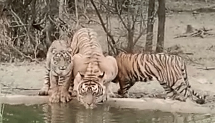 Ranthambore National Park Unique Sight Seen Of Tigress T-99