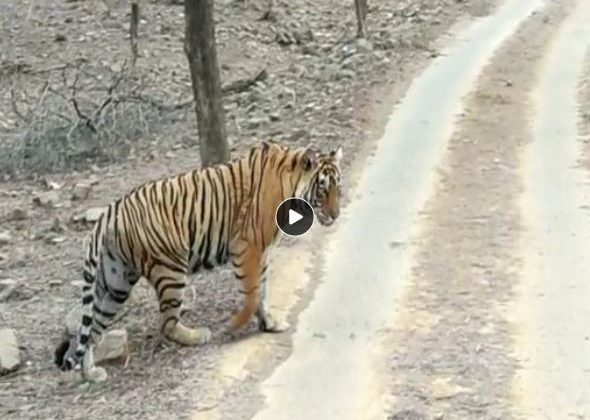 VIDEO Tiger Safari tourists also saw Sultana roaming on Ganesh Mandir Road, a Tigress T-105 Trinetra