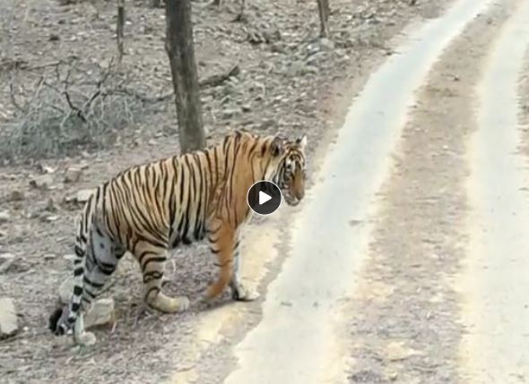 ranthambore tigers