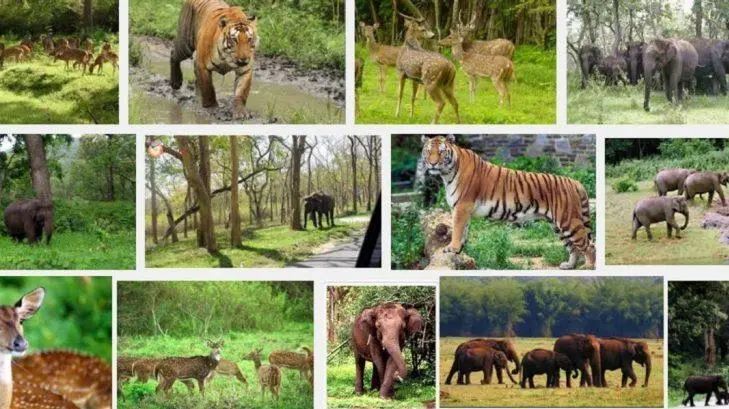 Connect for Safari Adventure in Ranthambore National Park