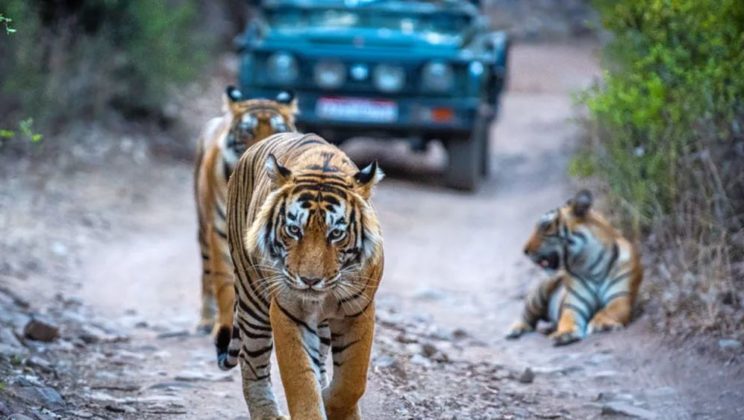 Planning a Solo Trip? Ranthambore National Park Is Worth a Visit
