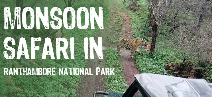 Monsoon Safari in Ranthambore National Park