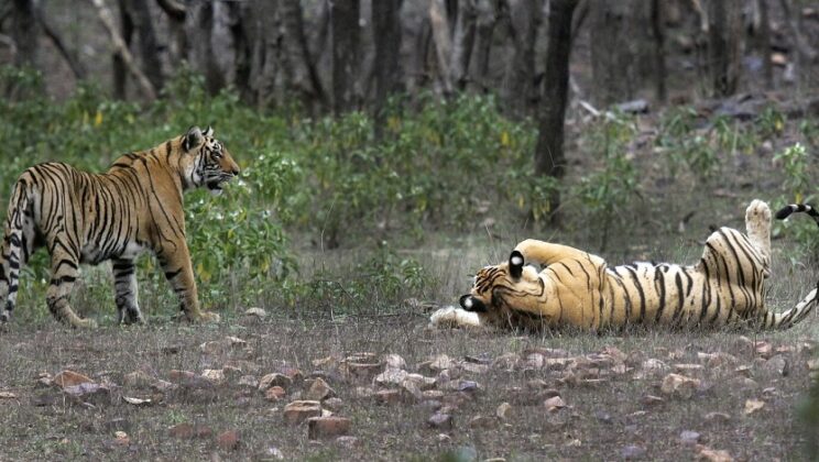 Watch Live Video of Tiger-Tigress Fight in Ranthambore: Attacking Each Other for Prey