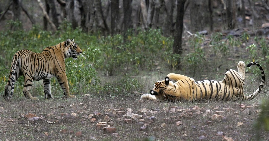 tigers fight