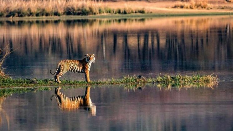 Wildlife Travel Guide to Ranthambore National Park