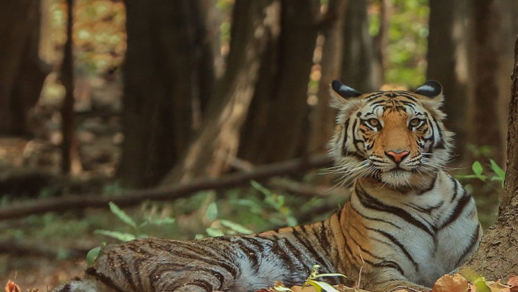 Ranthambore National Park – A Lifeline for Tigers in India