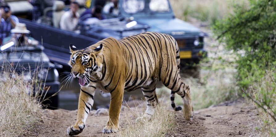 ranthambore safari latest news