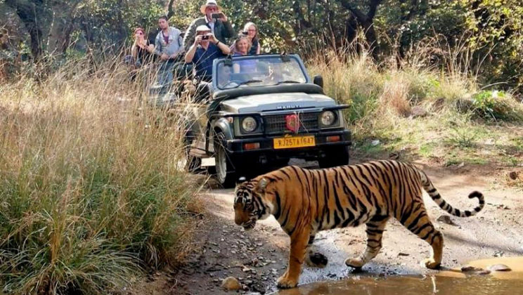 See Wild Tigers on Safari in Ranthambore National Park in India
