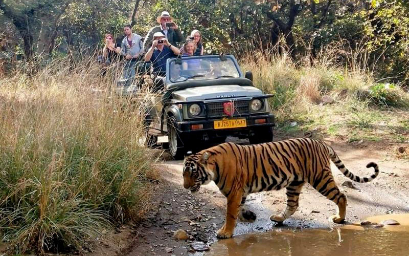 ranthambore safari latest news