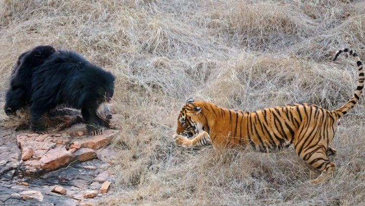 Here’s Some Interesting Facts about Sloth Bears Found in India