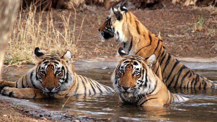 Preparing to send Sariska and Mukundra, 4 Tigers will be shifted from Ranthambore National Park