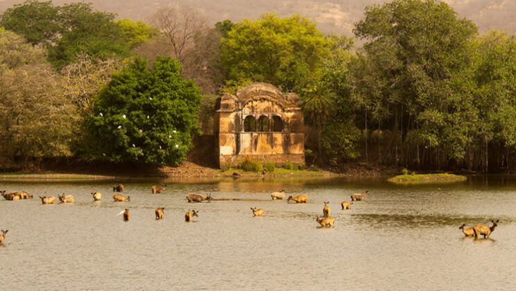 Explore and get versed with the aesthetic beauty of Padam Talab at Ranthambore