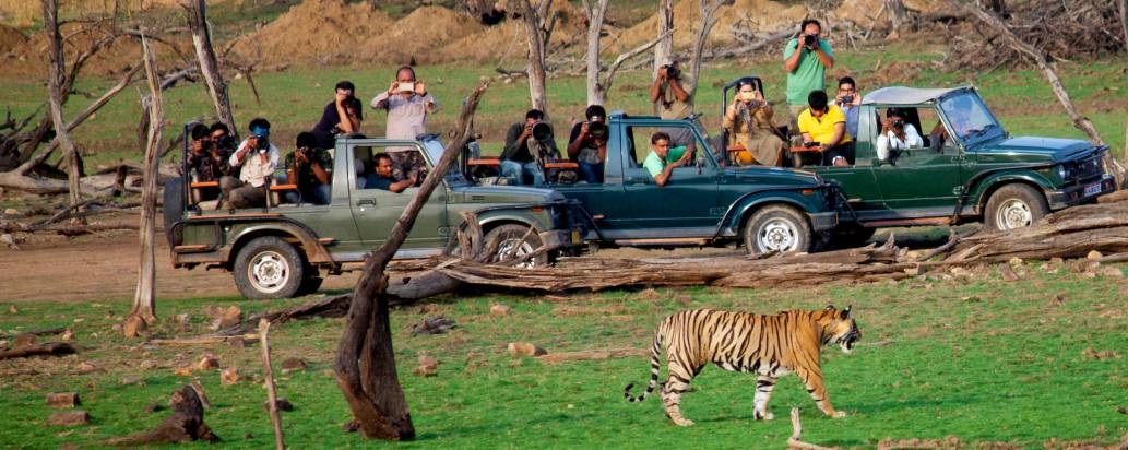 ranthambore safari